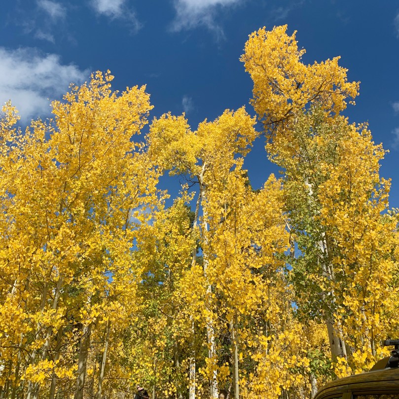 87318899-57f0-4e74-9262-a1ed35c04671