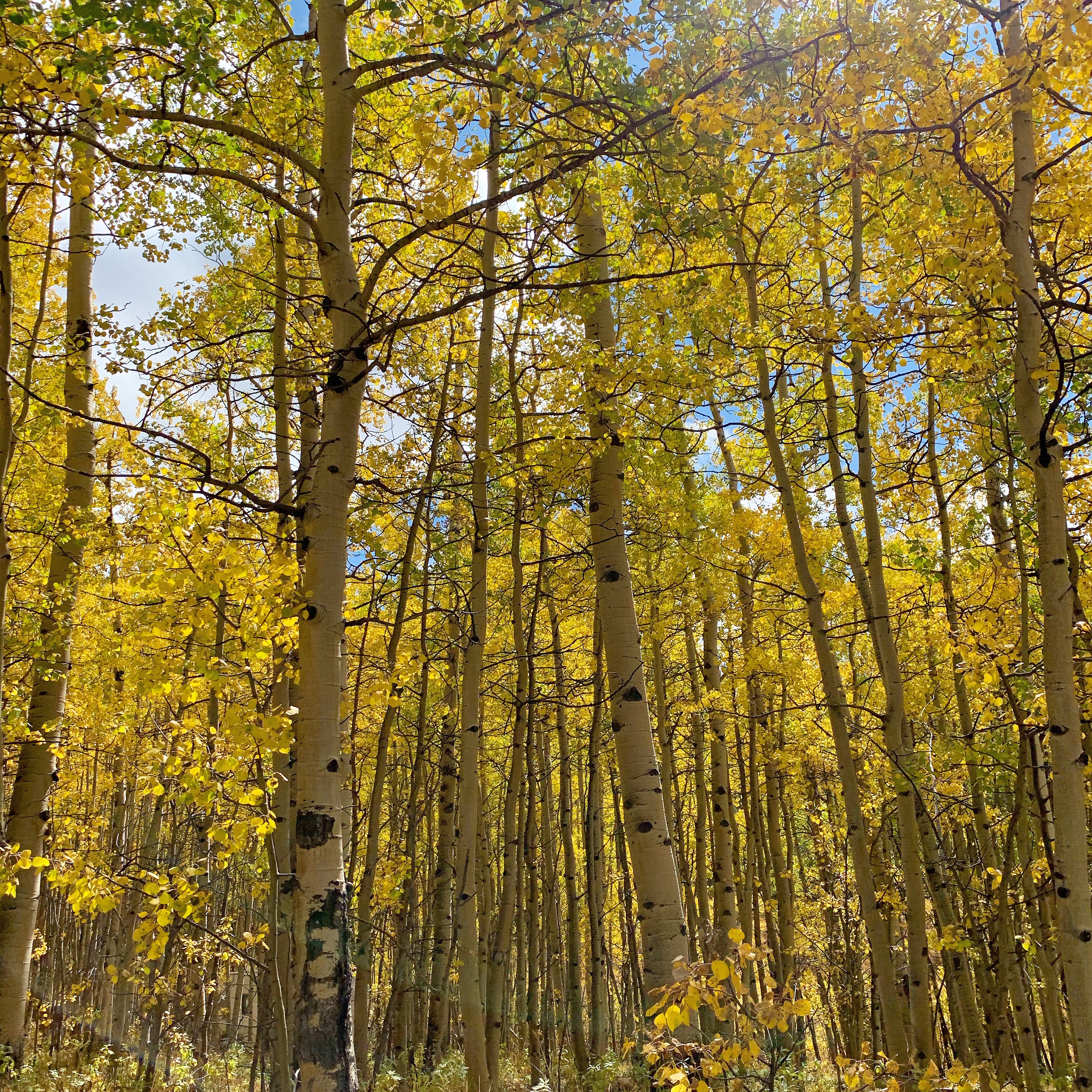 aacc9202-df57-458a-8a88-8ed9dd1121ba